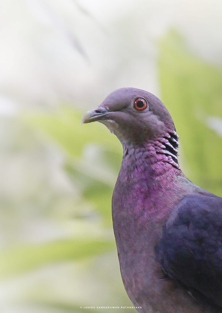 Columba torringtoniae Blyth & Kelaart, 1853